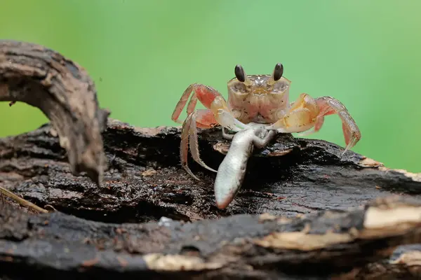 stock image A Kuhl's ghost crab is preying on a baby skink. This crab has the scientific name Ocypode kuhlii.