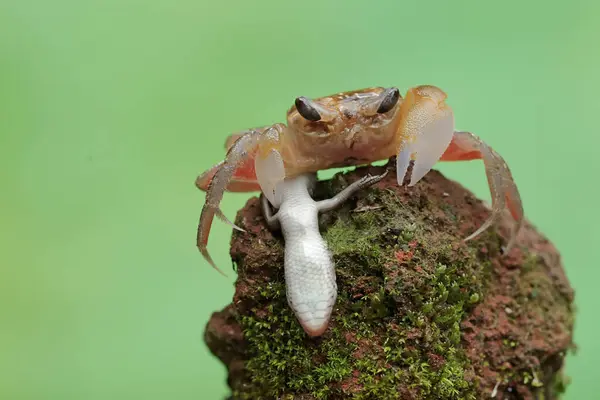 stock image A Kuhl's ghost crab is preying on a baby skink. This crab has the scientific name Ocypode kuhlii.