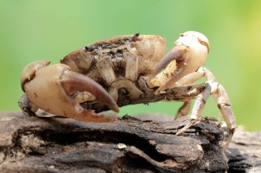 Bir tarla yengeci saldırıya hazır bir ifade gösterir. Bu hayvanın bilimsel adı Parathelphusa convexa. 