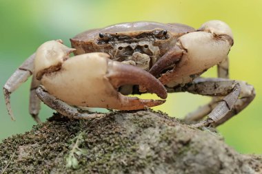 A field crab shows an expression ready to attack. This animal has the scientific name Parathelphusa convexa.  clipart