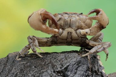 A field crab shows an expression ready to attack. This animal has the scientific name Parathelphusa convexa.  clipart