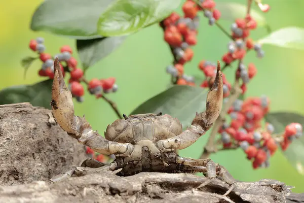 stock image A field crab shows an expression ready to attack. This animal has the scientific name Parathelphusa convexa. 