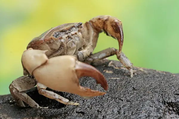 stock image A field crab shows an expression ready to attack. This animal has the scientific name Parathelphusa convexa. 