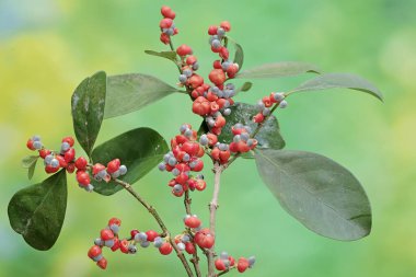 Olgun meyvelerle kaplı bir mochi ağacı dalı. Bu bitkinin bilimsel adı Ilex integra.