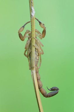 A Chinese swimming scorpion is hunting small insects on dry grass stalks. This Scorpion has the scientific name Lychas mucronatus. clipart