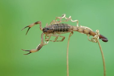 A Chinese swimming scorpion is hunting small insects on dry grass stalks. This Scorpion has the scientific name Lychas mucronatus. clipart