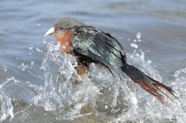 A chestnut-breasted malkoha stalks fish on a tree trunk washed up in the sea. This beautifully colored bird has the scientific name Phaenicophaeus curvirostris. clipart