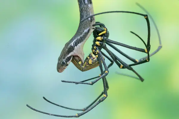 stock image A yellow striped racer snake is preying on a spider. This non-venomous reptile has the scientific name Coelognathus flavolineatus.