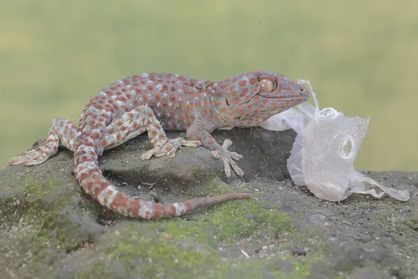 stock image A tokay gecko is undergoing a period of molting. This reptile has the scientific name Gekko gecko.