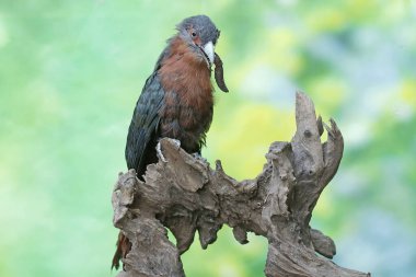 A young chestnut-breasted malkoha is preying on a large earthworm. This beautifully colored bird has the scientific name Phaenicophaeus curvirostris. clipart