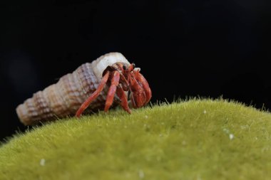 Bir keşiş yengeci, yosunla kaplı bir kayanın üzerinde yavaşça yürüyor. Yaşam alanı kumlu bir plajın kenarında olan bu hayvanın bilimsel adı Paguroidea sp..