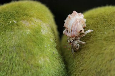 Bir keşiş yengeci, yosunla kaplı bir kayanın üzerinde yavaşça yürüyor. Yaşam alanı kumlu bir plajın kenarında olan bu hayvanın bilimsel adı Paguroidea sp..