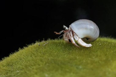 Bir keşiş yengeci, yosunla kaplı bir kayanın üzerinde yavaşça yürüyor. Yaşam alanı kumlu bir plajın kenarında olan bu hayvanın bilimsel adı Paguroidea sp..