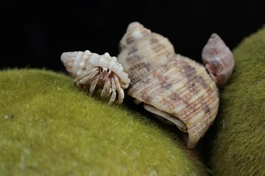 Üç münzevi yengeç, deniz yosunlarıyla kaplı bir kayanın üzerinde yavaşça yürüyorlar. Yaşam alanı kumlu bir plajın kenarında olan bu hayvanın bilimsel adı Paguroidea sp..