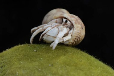 Bir keşiş yengeci, yosunla kaplı bir kayanın üzerinde yavaşça yürüyor. Yaşam alanı kumlu bir plajın kenarında olan bu hayvanın bilimsel adı Paguroidea sp..