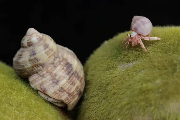 stock image Two hermit crabs are walking slowly on a rock covered with seaweed. This animal whose habitat is on the edge of a sandy beach has the scientific name Paguroidea sp.