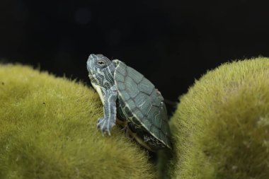 Genç, kırmızı kulaklı bir kaplumbağa yosun kaplı zeminde yiyecek arıyor. Bu sürüngenin bilimsel adı Trachemys scripta elegans.