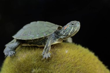 Genç, kırmızı kulaklı bir kaplumbağa yosun kaplı zeminde yiyecek arıyor. Bu sürüngenin bilimsel adı Trachemys scripta elegans.
