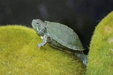 Genç, kırmızı kulaklı bir kaplumbağa yosun kaplı zeminde yiyecek arıyor. Bu sürüngenin bilimsel adı Trachemys scripta elegans.