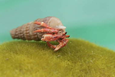 Bir keşiş yengeci, yosunla kaplı bir kayanın üzerinde yavaşça yürüyor. Yaşam alanı kumlu bir plajın kenarında olan bu hayvanın bilimsel adı Paguroidea sp..