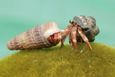 İki münzevi yengeç, yosunla kaplı bir kayanın üzerinde yavaşça yürüyorlar. Yaşam alanı kumlu bir plajın kenarında olan bu hayvanın bilimsel adı Paguroidea sp..