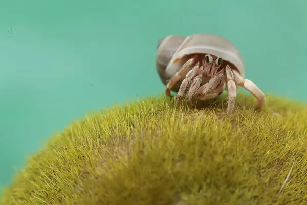 stock image A hermit crab is walking slowly on a rock covered with seaweed. This animal whose habitat is on the edge of a sandy beach has the scientific name Paguroidea sp.