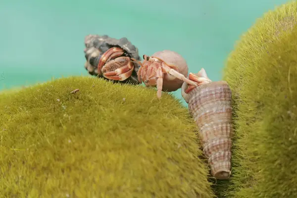 stock image Three hermit crabs are walking slowly on a rock covered with seaweed. This animal whose habitat is on the edge of a sandy beach has the scientific name Paguroidea sp.