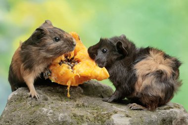 Bir çift kobay, yosun kaplı zemine düşen olgun papaya meyvesini yiyor. Bu kemirgen memelinin bilimsel adı Cavia Porcellus..