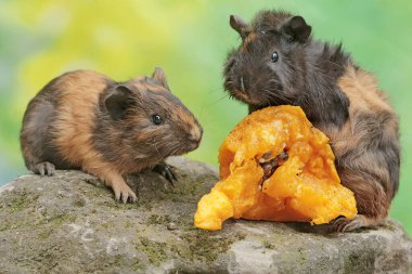 Bir çift kobay, yosun kaplı zemine düşen olgun papaya meyvesini yiyor. Bu kemirgen memelinin bilimsel adı Cavia Porcellus..