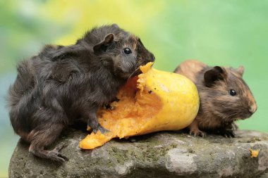 Bir çift kobay, yosun kaplı zemine düşen olgun papaya meyvesini yiyor. Bu kemirgen memelinin bilimsel adı Cavia Porcellus..