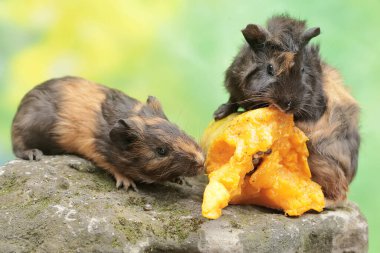 Bir çift kobay, yosun kaplı zemine düşen olgun papaya meyvesini yiyor. Bu kemirgen memelinin bilimsel adı Cavia Porcellus..