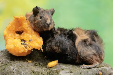 Bir çift kobay, yosun kaplı zemine düşen olgun papaya meyvesini yiyor. Bu kemirgen memelinin bilimsel adı Cavia Porcellus..