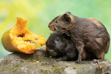 Bir çift kobay, yosun kaplı zemine düşen olgun papaya meyvesini yiyor. Bu kemirgen memelinin bilimsel adı Cavia Porcellus..