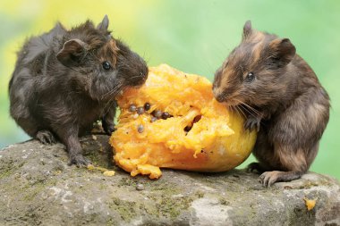 Bir çift kobay, yosun kaplı zemine düşen olgun papaya meyvesini yiyor. Bu kemirgen memelinin bilimsel adı Cavia Porcellus..