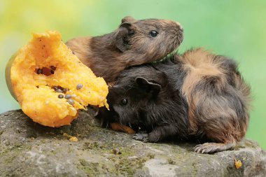 Bir çift kobay, yosun kaplı zemine düşen olgun papaya meyvesini yiyor. Bu kemirgen memelinin bilimsel adı Cavia Porcellus..