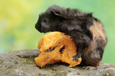 Yetişkin bir kobay, yosun kaplı yere düşen olgun bir papaya meyvesini yiyor. Bu kemirgen memelinin bilimsel adı Cavia Porcellus..