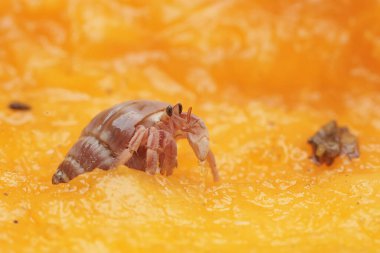 Bir keşiş yengeci yere düşmüş olgun bir papaya yiyor. Yaşam alanı kumlu bir plajın kenarında olan bu hayvanın bilimsel adı Paguroidea sp..