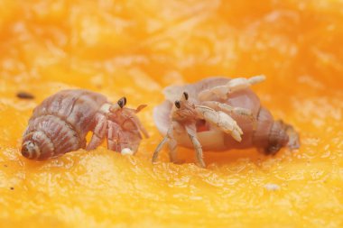 İki münzevi yengeç yere düşmüş olgun bir papaya yiyorlardı. Yaşam alanı kumlu bir plajın kenarında olan bu hayvanın bilimsel adı Paguroidea sp..