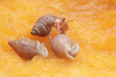 Üç münzevi yengeç yere düşmüş olgun bir papaya yiyorlardı. Yaşam alanı kumlu bir plajın kenarında olan bu hayvanın bilimsel adı Paguroidea sp..