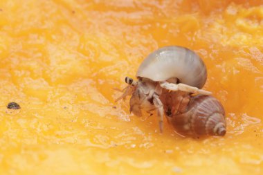 Bir keşiş yengeci yere düşmüş olgun bir papaya yiyor. Yaşam alanı kumlu bir plajın kenarında olan bu hayvanın bilimsel adı Paguroidea sp..
