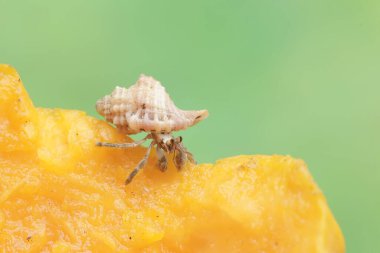 Bir keşiş yengeci yere düşmüş olgun bir papaya yiyor. Yaşam alanı kumlu bir plajın kenarında olan bu hayvanın bilimsel adı Paguroidea sp..