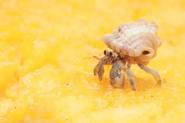 stock image A hermit crab is eating a ripe papaya that has fallen to the ground. This animal whose habitat is on the edge of a sandy beach has the scientific name Paguroidea sp.