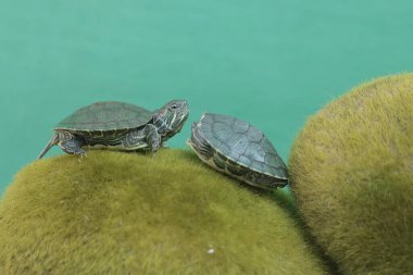 İki genç kırmızı kulaklı sürgülü kaplumbağa yosunlu zeminde yiyecek arıyor. Bu sürüngenin bilimsel adı Trachemys scripta elegans.