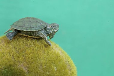 Genç, kırmızı kulaklı bir kaplumbağa yosun kaplı zeminde yiyecek arıyor. Bu sürüngenin bilimsel adı Trachemys scripta elegans.