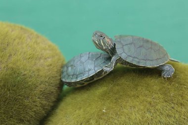 İki genç kırmızı kulaklı sürgülü kaplumbağa yosunlu zeminde yiyecek arıyor. Bu sürüngenin bilimsel adı Trachemys scripta elegans.