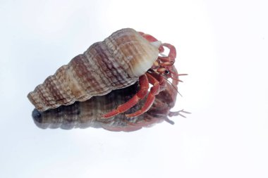 Keşiş yengecinin güzelliğinin yansıması. Yaşam alanı kumlu bir plajın kenarında olan bu hayvanın bilimsel adı Paguroidea sp..