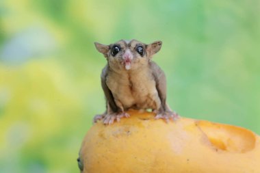 Yetişkin bir şeker planörü yere düşen olgun papayaları yiyor. Bu memelinin bilimsel adı Petaurus breviceps.