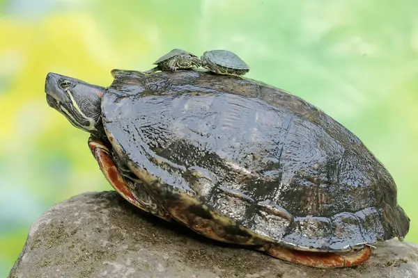 stock image An adult red-eared slider tortoise sunbathes while guarding her two babies. This reptile has the scientific name Trachemys scripta elegans.