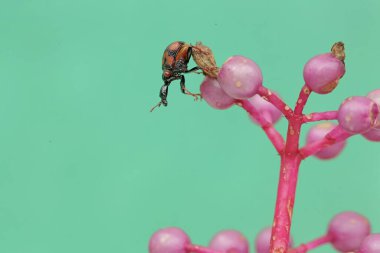 Bir zürafa bitkisi yabani meyve bitkilerinde yiyecek arıyor. Bu böceğin bilimsel adı Apoderus tranquebaricus..