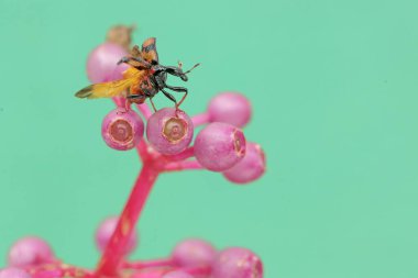 Bir zürafa bitkisi yabani meyve bitkilerinde yiyecek arıyor. Bu böceğin bilimsel adı Apoderus tranquebaricus..